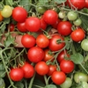 Tomato Red Profusion F1