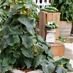 Cucumber Peticue_disc
