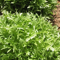 Endive Olesh
