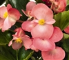 Begonia Big Pink Green Leaf Pellets