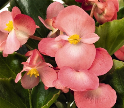 Begonia Big Pink Green Leaf Pellets