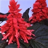 Salvia Reddy Rose