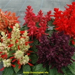 Salvia Reddy Showstopper Mix