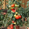 Tomato Big League F1_disc