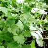 Coriander Hacor