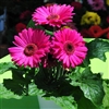 Gerbera Royal Prince Neon Viol