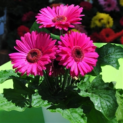 Gerbera Royal Prince Neon Viol