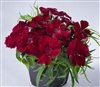 Dianthus Venti Parfait Crimson Pellets