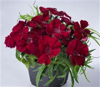 Dianthus Venti Parfait Crimson Pellets