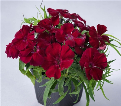 Dianthus Venti Parfait Crimson Pellets