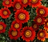 Gazania Big Kiss Red