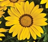 Gazania Big Kiss Yellow