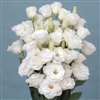 Lisianthus Jasny 3 White Pellets