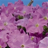 Petunia Tango Lilac Pellets