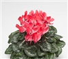 Cyclamen Laser Sync.Coral Flame