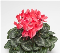 Cyclamen Laser Sync.Coral Flam