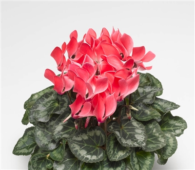 Cyclamen Laser Sync.Coral Flame