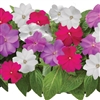 Impatiens Florific Delft Mix