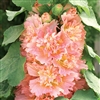 Hollyhock Spring Cel. Apricot