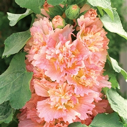 Hollyhock Spring Cel. Apricot