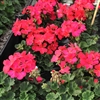 Geranium Nano Violet