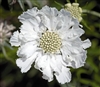 Scabiosa Fama White