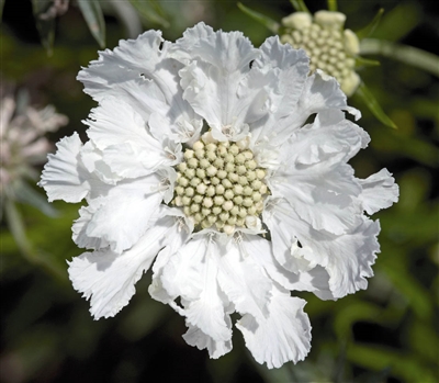 Scabiosa Fama White