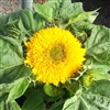 Sunflower Teddybear  - POT