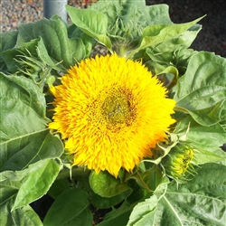 Sunflower Teddybear  - POT