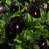 Viola Infinity Black