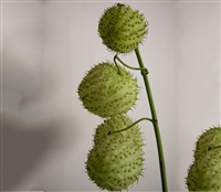 Gomphocarpus Balloon Cottonbush