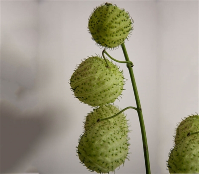 Gomphocarpus Balloon Cottonbush