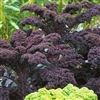 Kale Scarlet