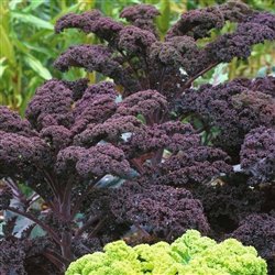 Kale Scarlet