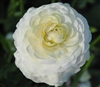 Ranunculus Elegance Cream