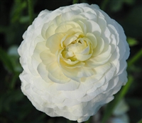 Ranunculus Elegance Cream