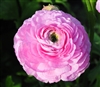 Ranunculus Elegance Lt Pink