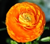 Ranunculus Elegance Orange