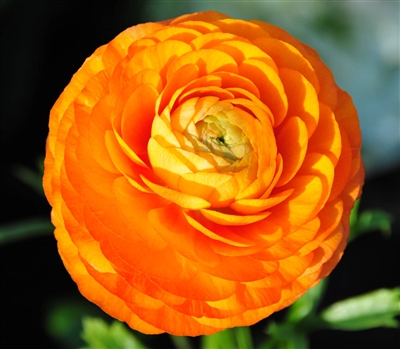 Ranunculus Elegance Orange