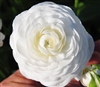 Ranunculus Elegance White