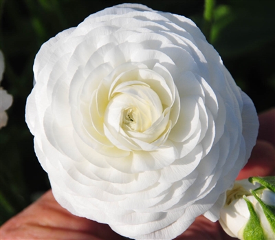 Ranunculus Elegance White