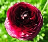 Ranunculus Elegance Wine