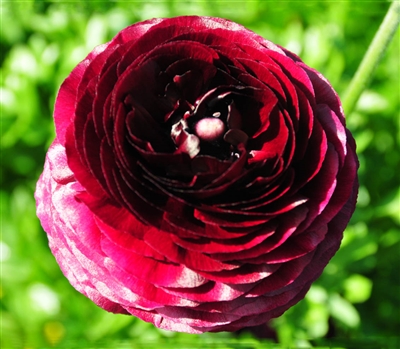 Ranunculus Elegance Wine