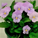 Viola Infinity Pink