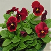 Viola Infinity Red Blotch