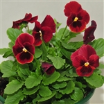 Viola Infinity Red Blotch