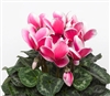 Cyclamen Sierra Sn'ridge Rose