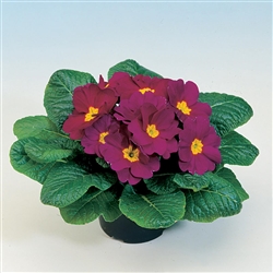 Primula Pioneer Violet_disc