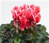 Cyclamen Sierra Sridge Scarlet