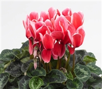 Cyclamen Sierra Sridge Scarlet